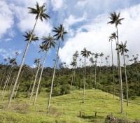 Wax Palm